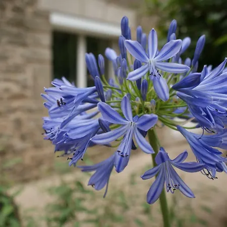 Aux Agapanthes B&B Pluherlin